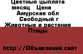 Цветные цыплята 1 месяц › Цена ­ 150 - Амурская обл., Свободный г. Животные и растения » Птицы   